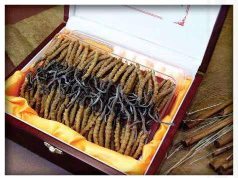 云龙冬虫夏草回收